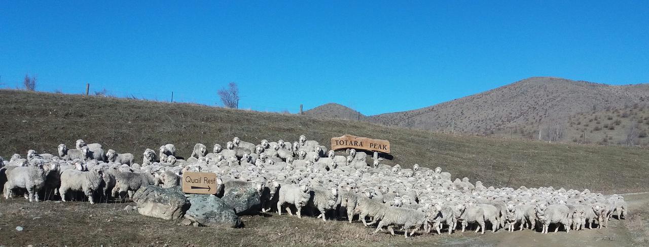 Quail Rest Βίλα Twizel Εξωτερικό φωτογραφία